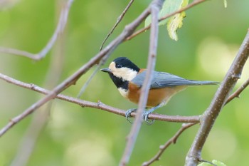 Varied Tit 滋賀県近江富士花緑公園 Sat, 11/2/2019