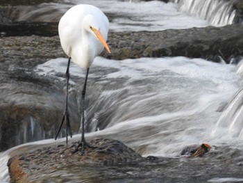 チュウサギ 高野川、京都 2019年11月2日(土)