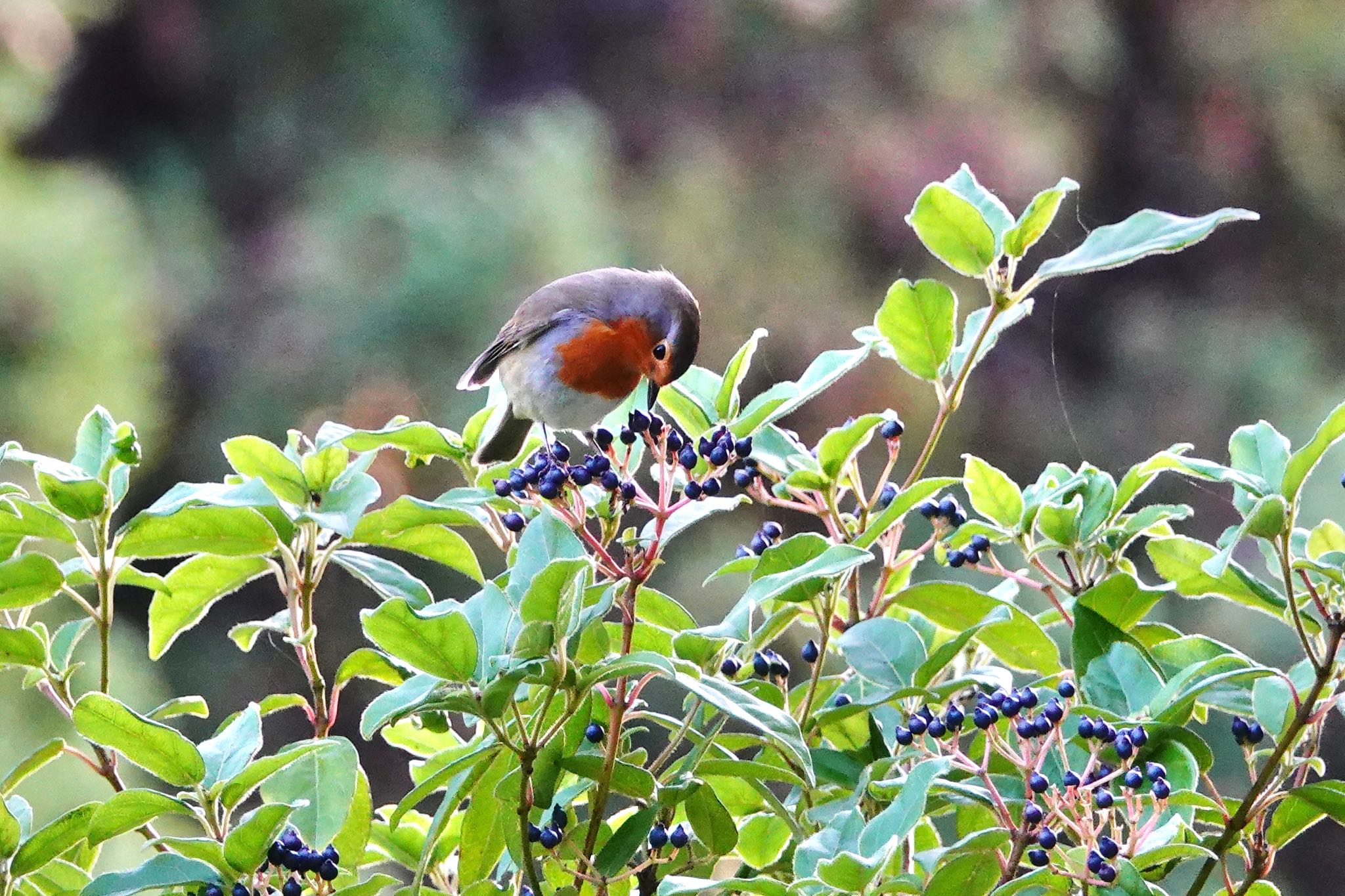 Photo of European Robin at Castle Hill Nice by のどか
