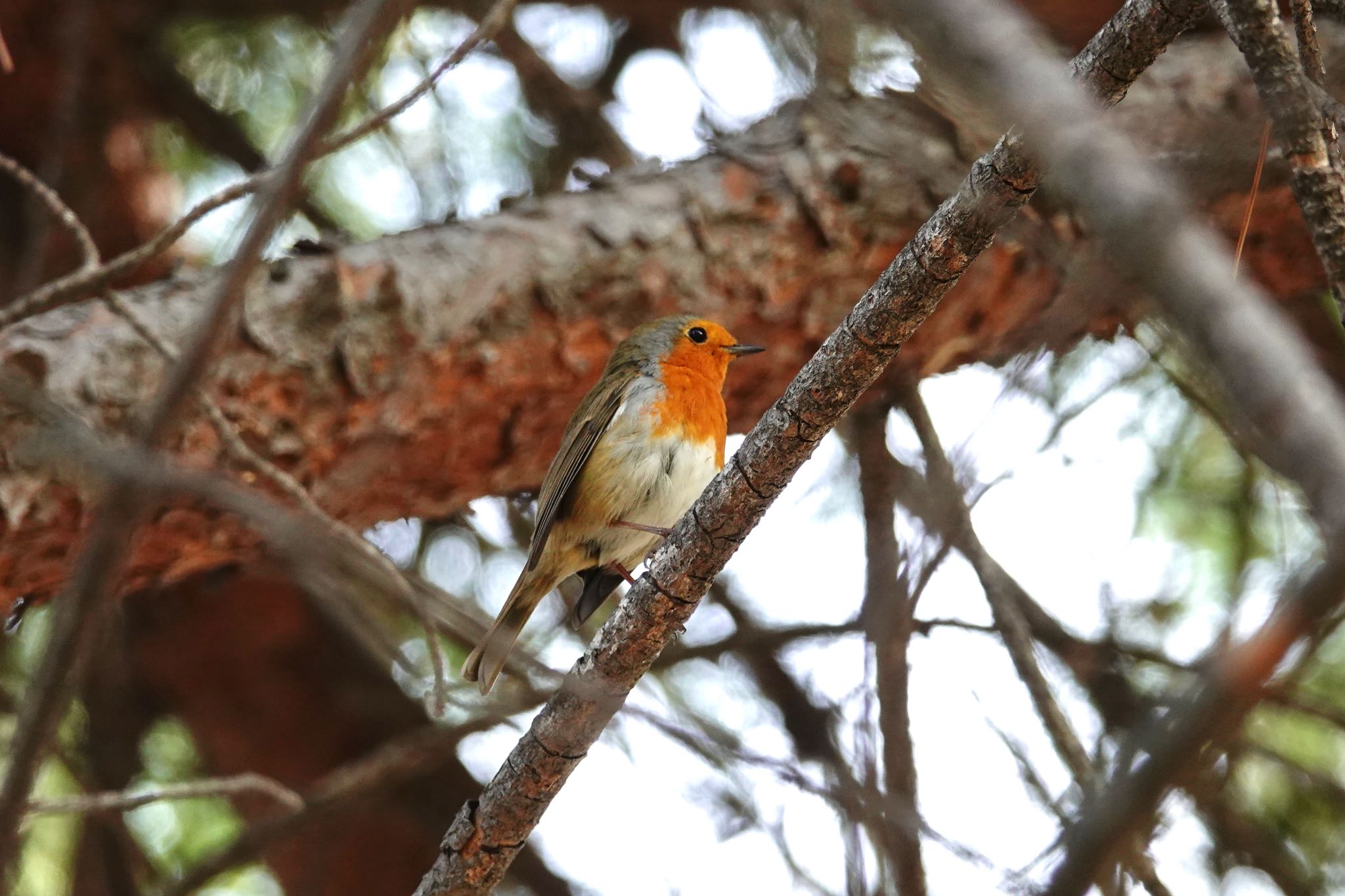 Photo of European Robin at Castle Hill Nice by のどか