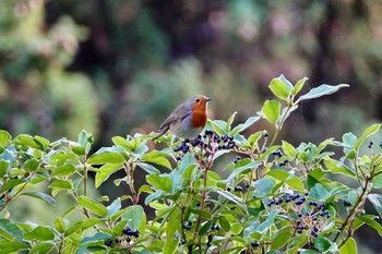 European Robin Castle Hill Nice Sat, 10/12/2019