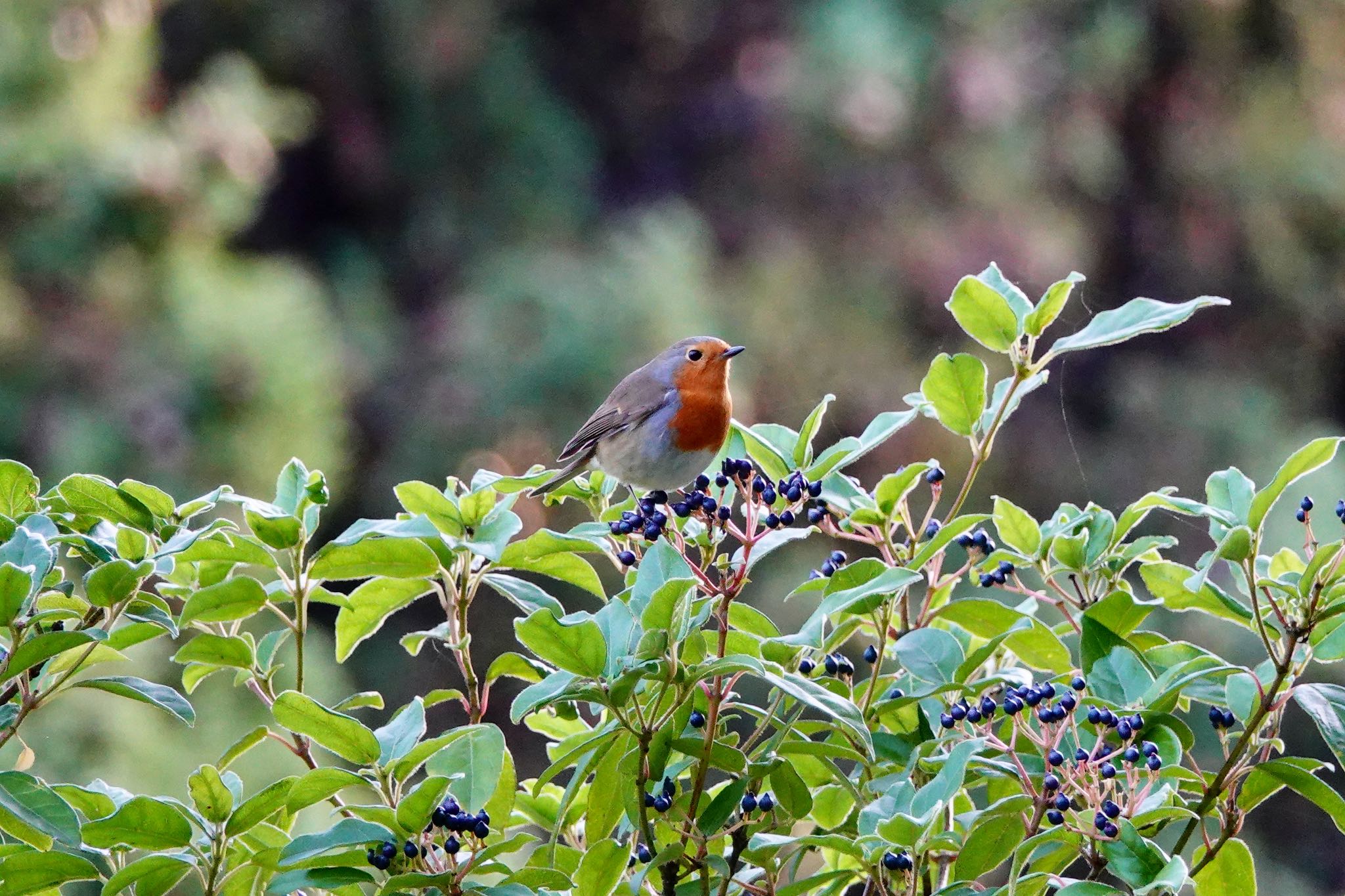 European Robin