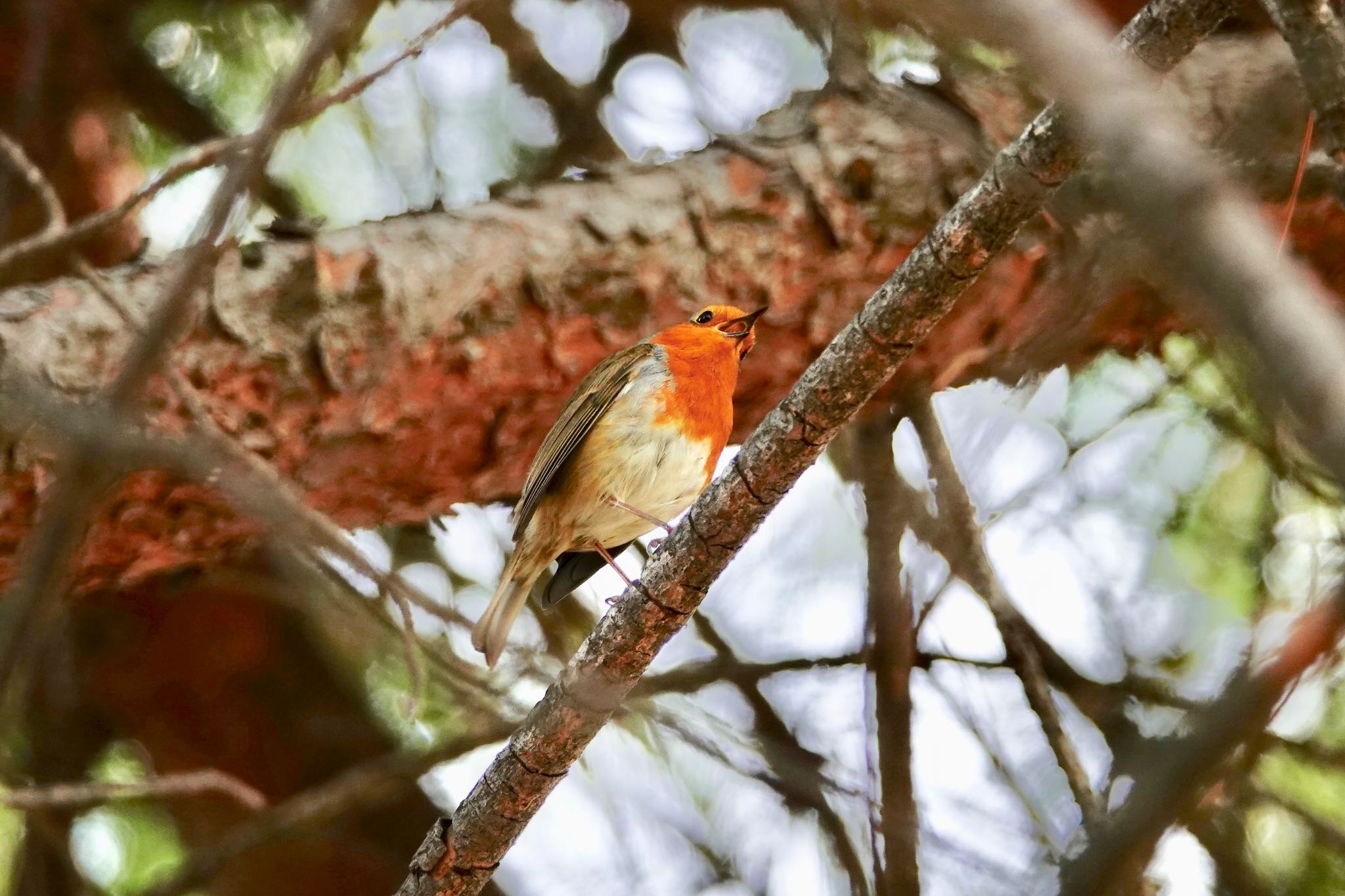 Photo of European Robin at Castle Hill Nice by のどか