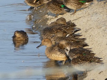 2019年11月2日(土) 相模原沈殿池の野鳥観察記録