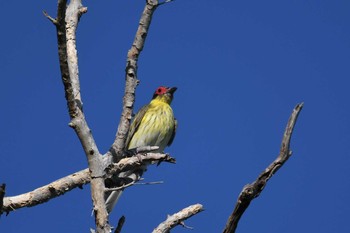 Australasian Figbird ケアンズ Sat, 10/12/2019