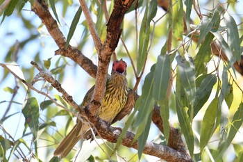 Australasian Figbird ケアンズ Sat, 10/12/2019