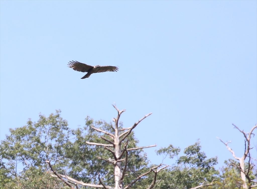 Photo of Mountain Hawk-Eagle at 神奈川県 by テツ