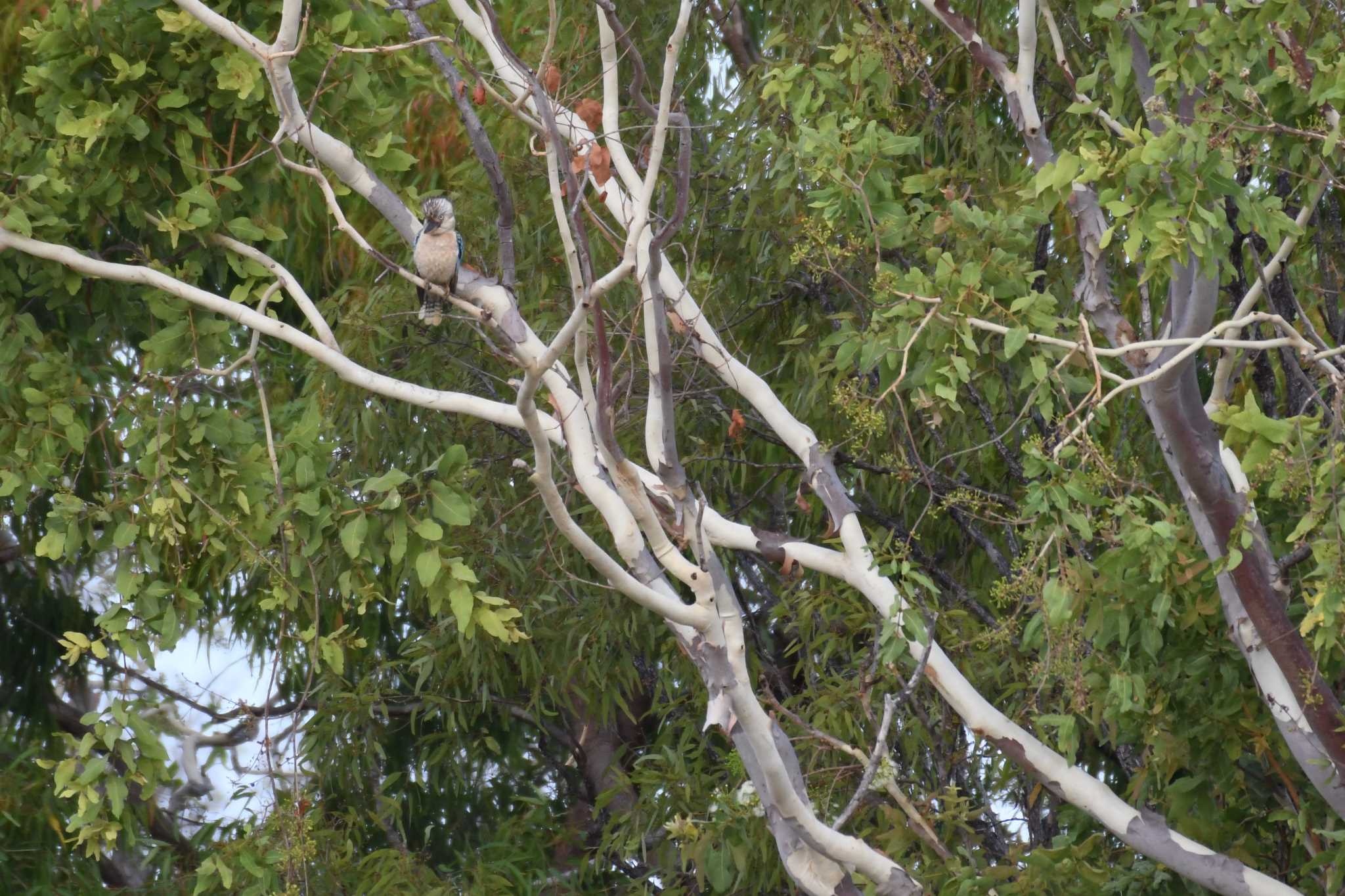 Blue-winged Kookaburra