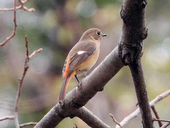 Daurian Redstart 町田市 Sun, 11/3/2019