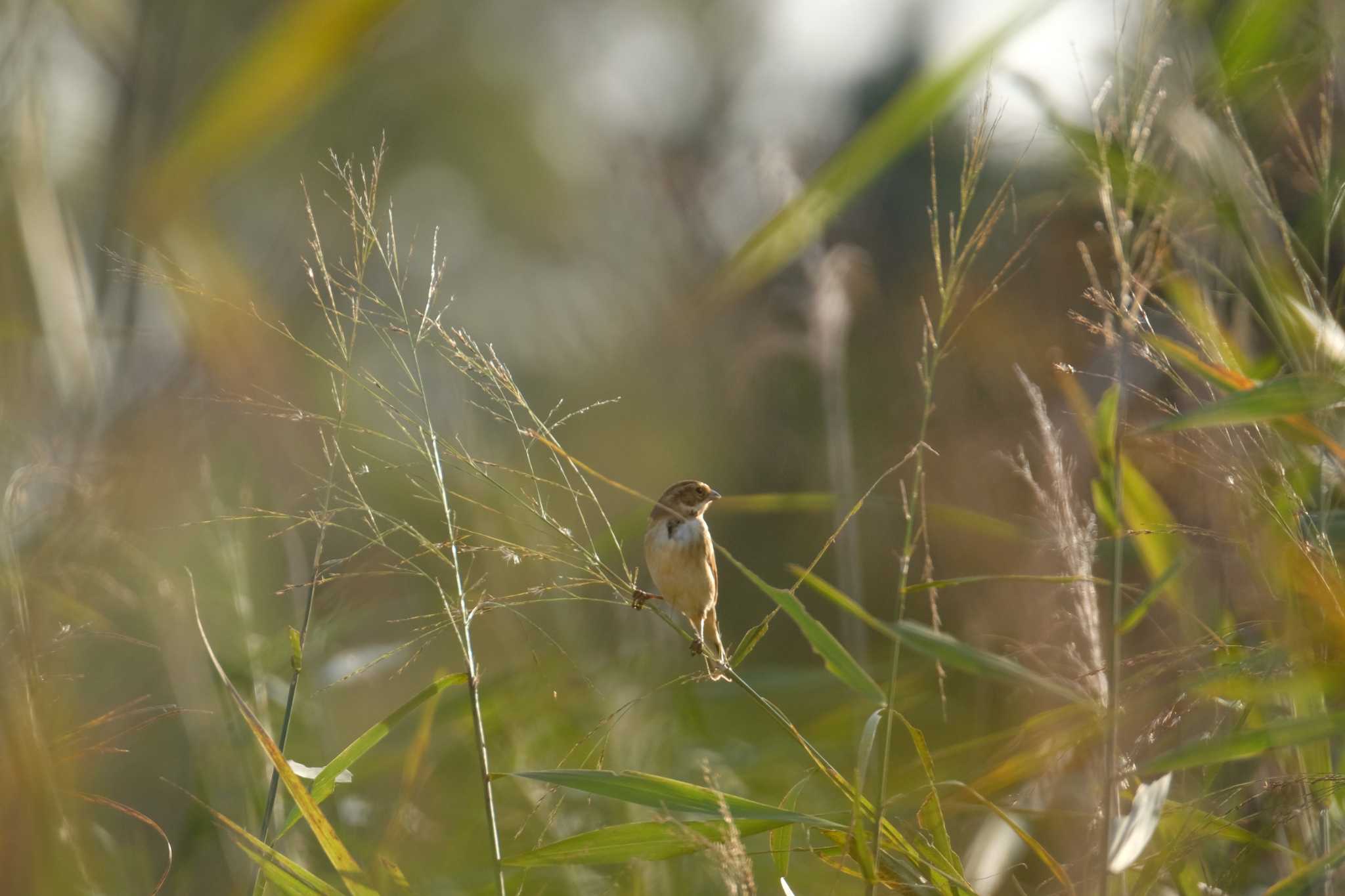 Ochre-rumped Bunting