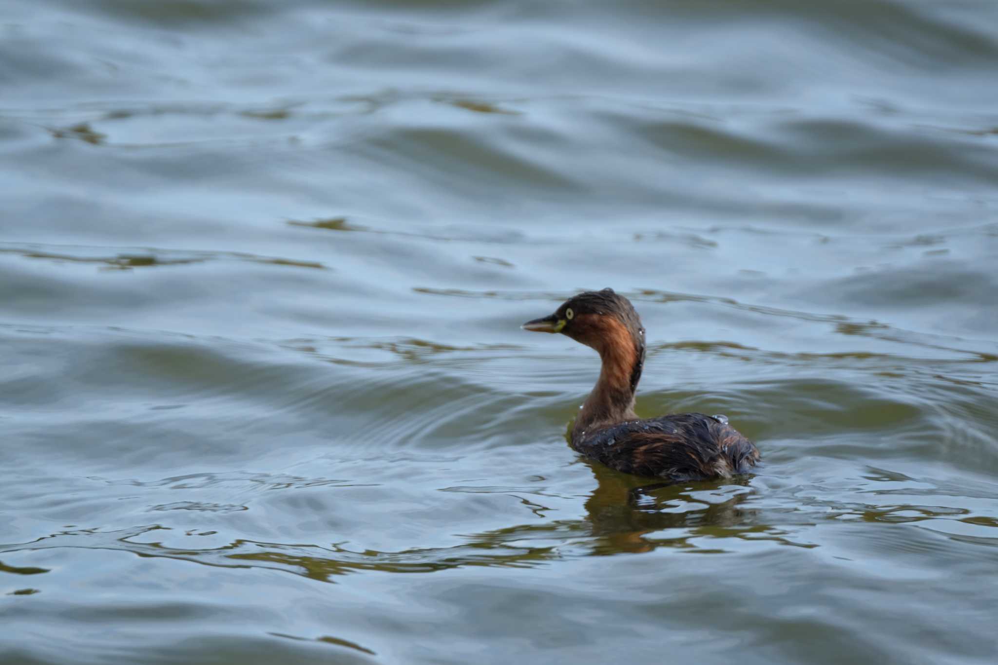 Little Grebe