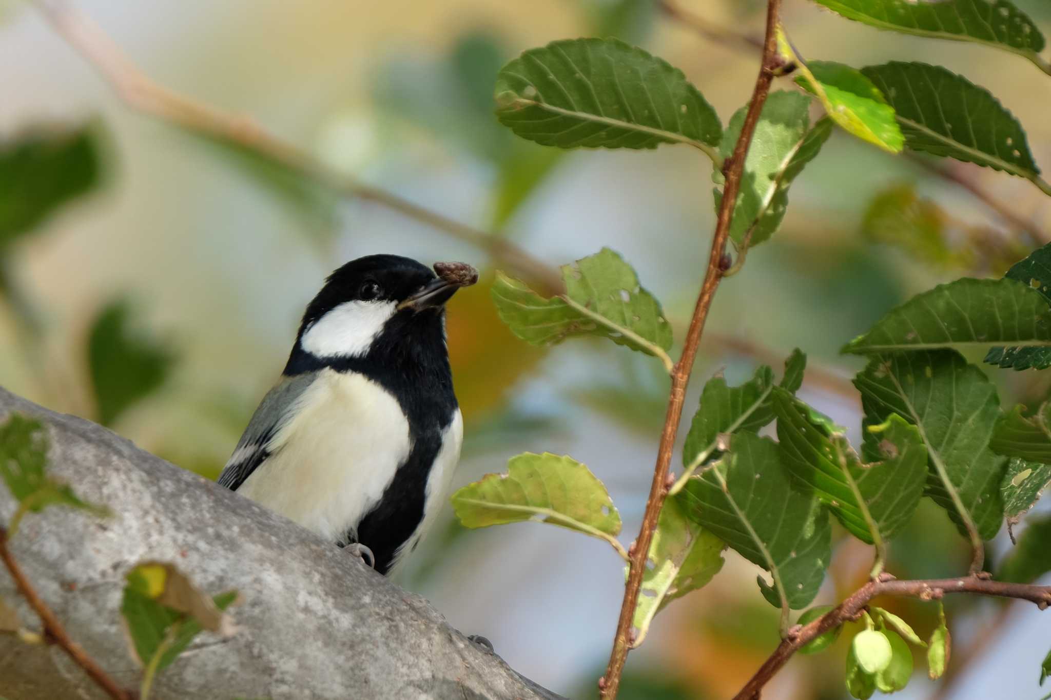 Japanese Tit