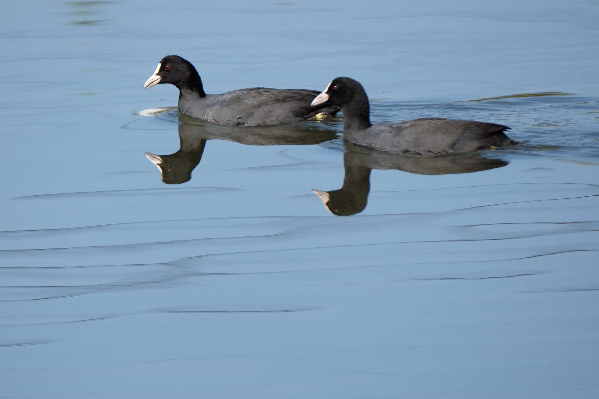 Eurasian Coot