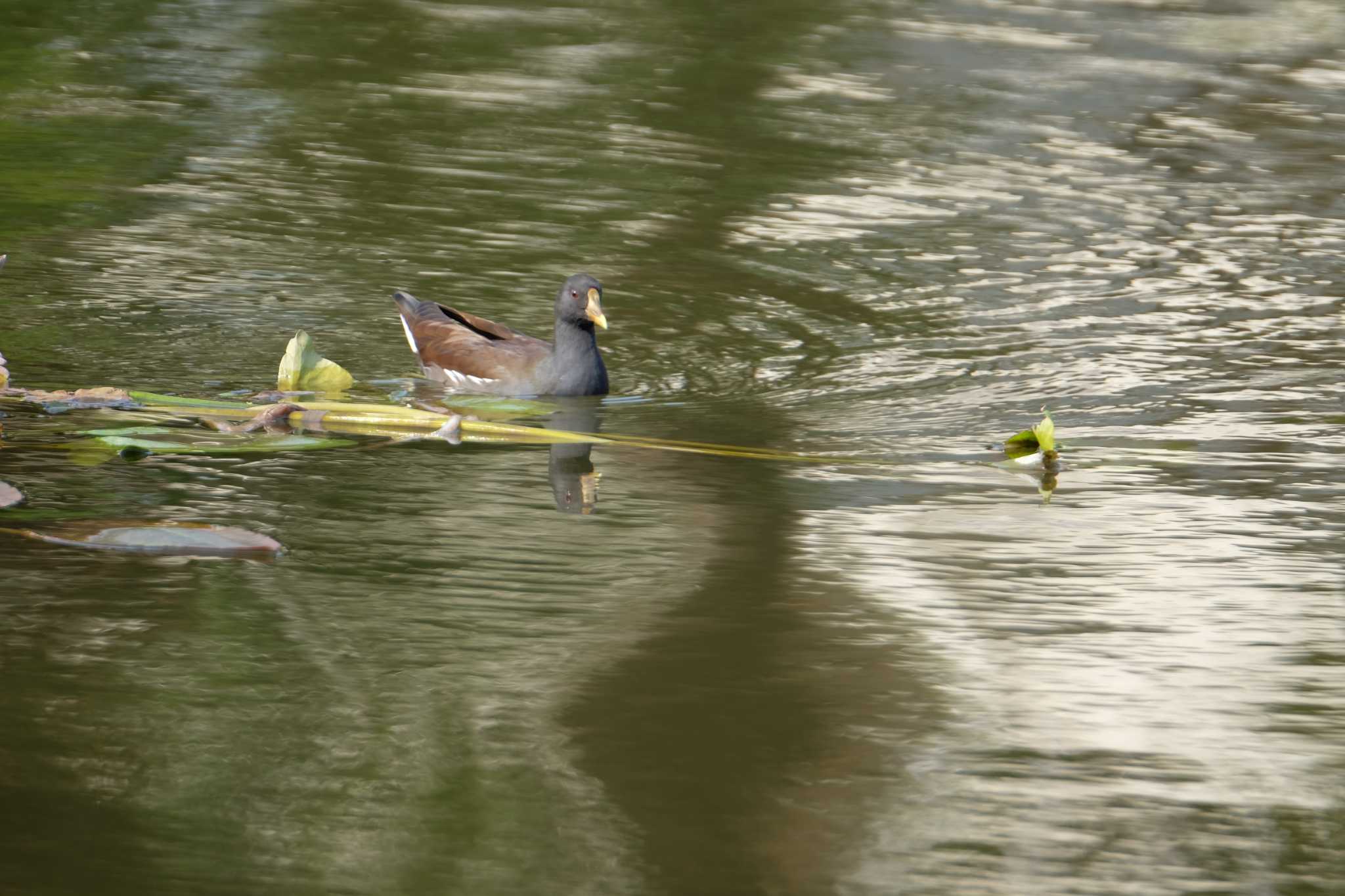 Photo of Common Moorhen at Mizumoto Park by toru