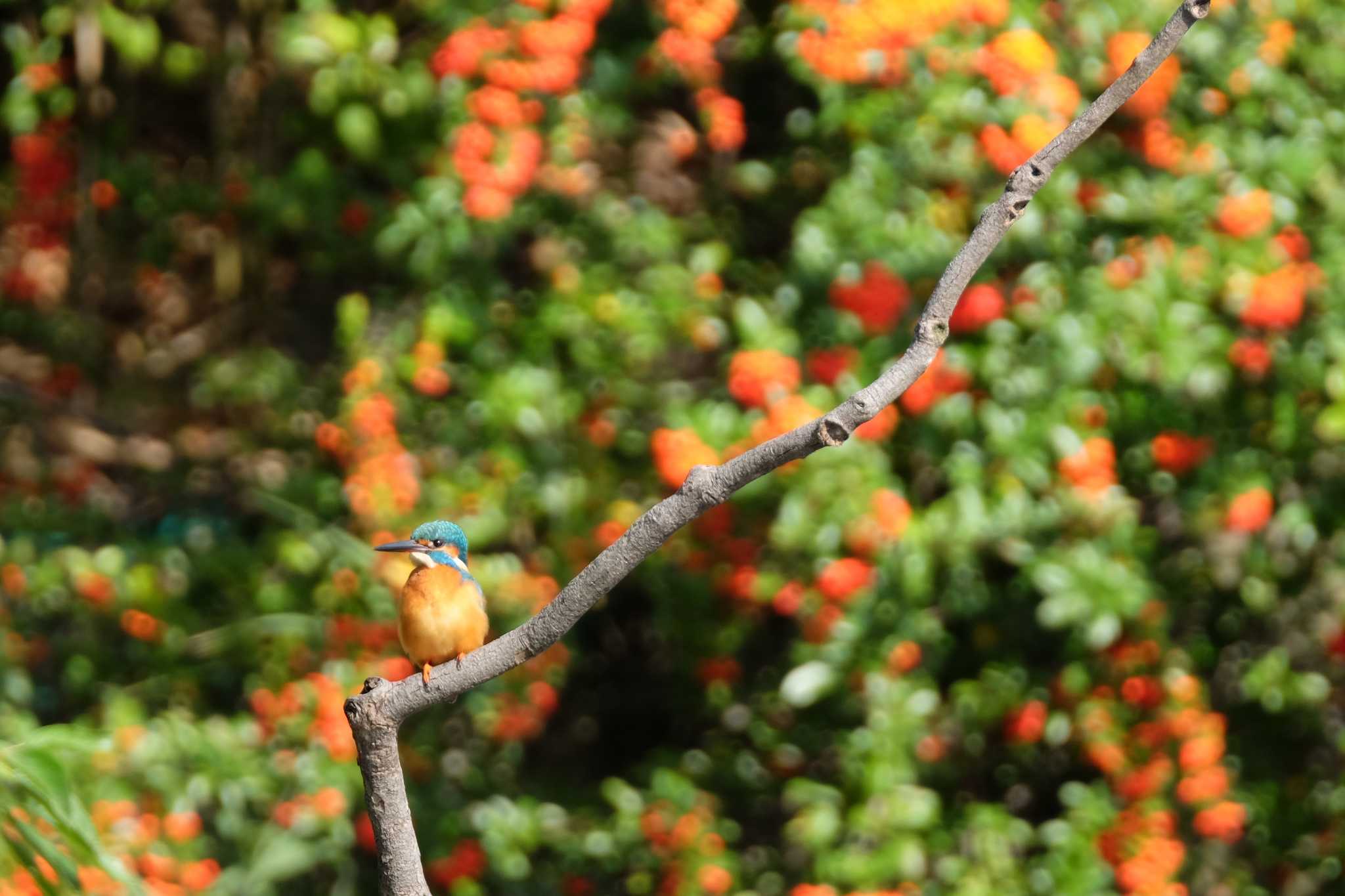 Common Kingfisher