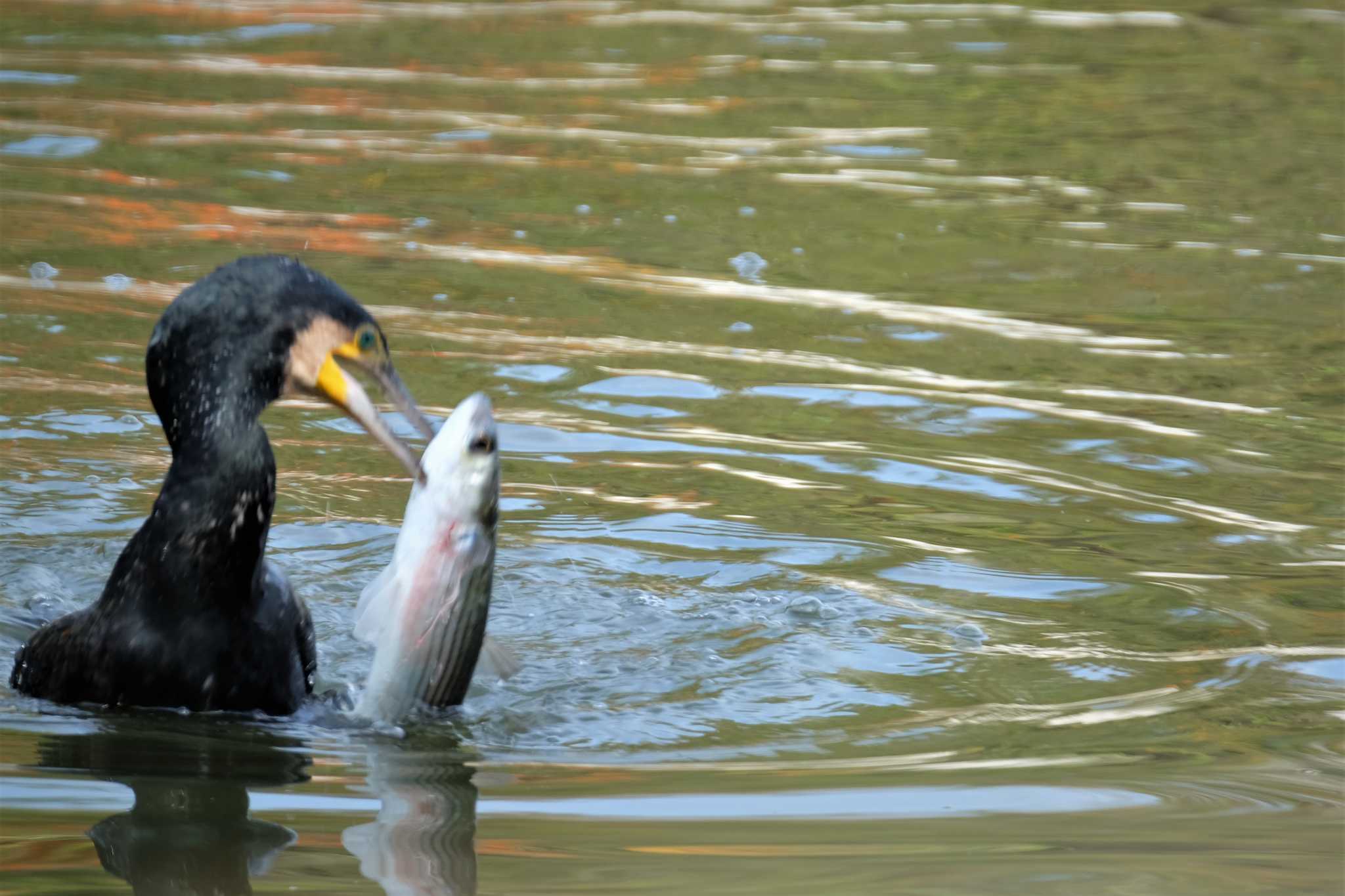 水元公園 カワウの写真 by toru