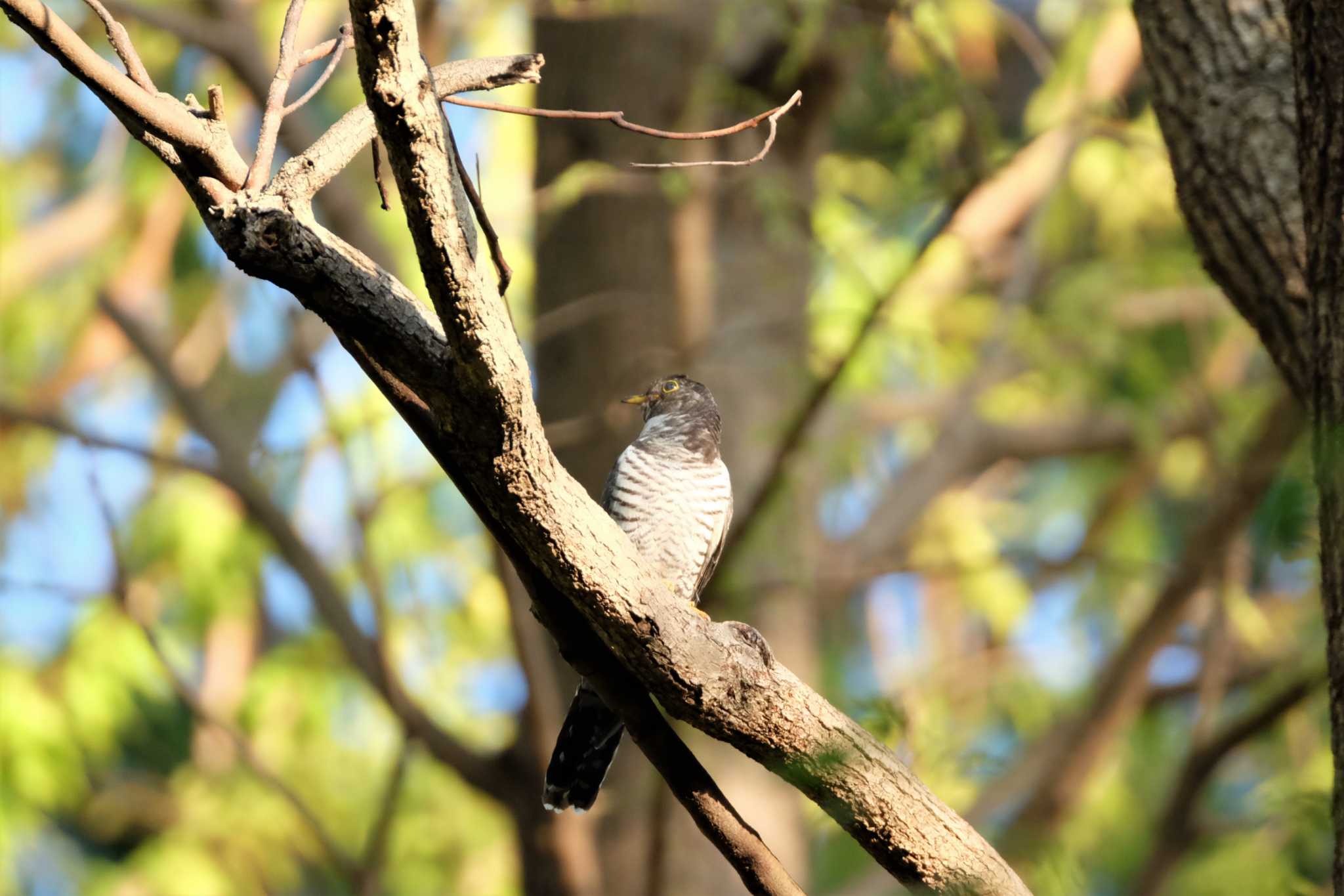Photo of Oriental Cuckoo at Mizumoto Park by toru