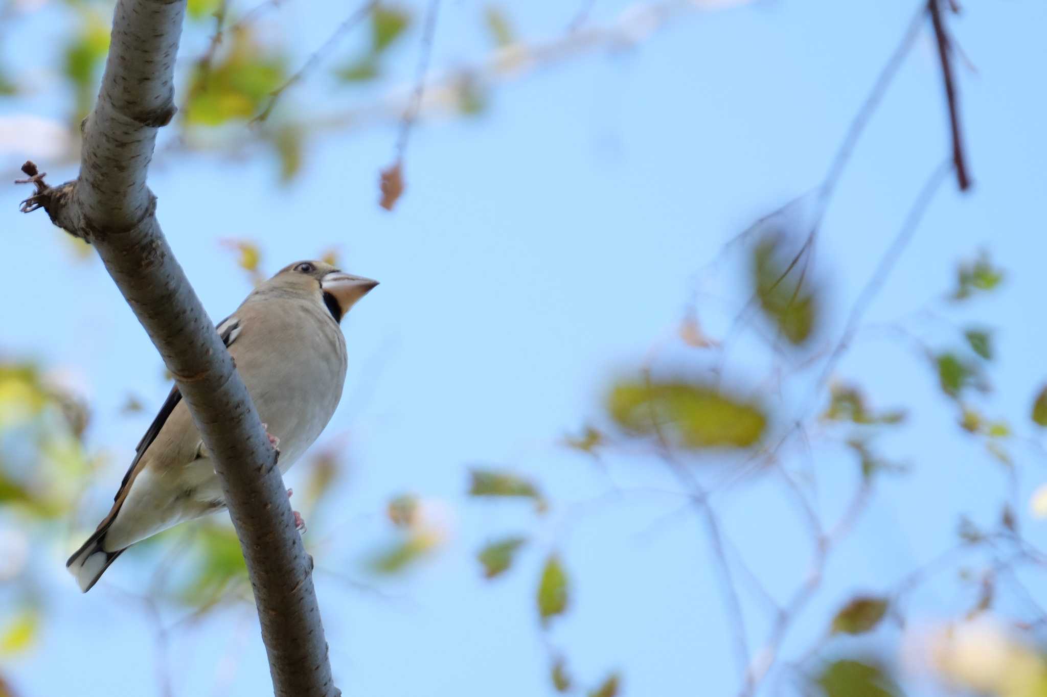 Hawfinch