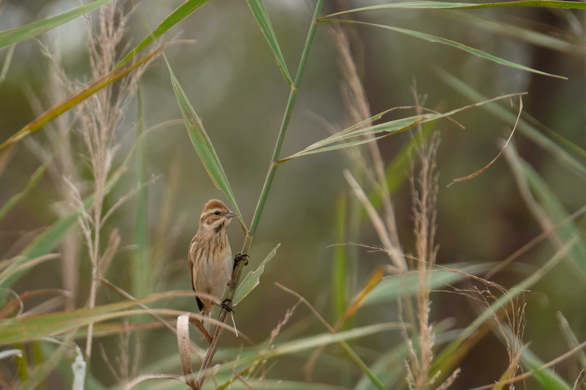 Common Reed Bunting