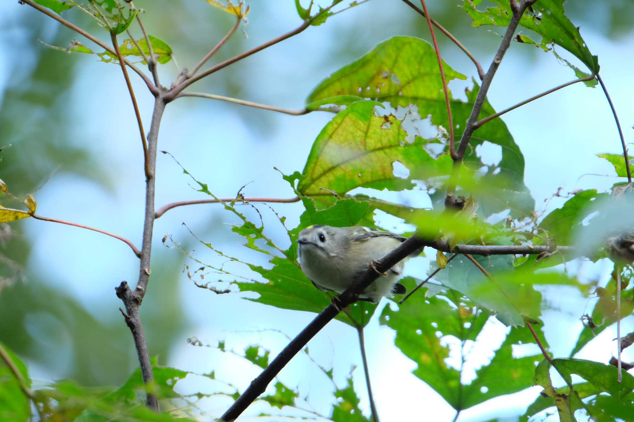 Goldcrest