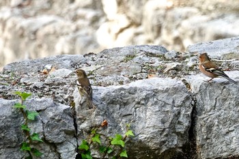 ズアオアトリ ニース城跡公園 2019年10月12日(土)