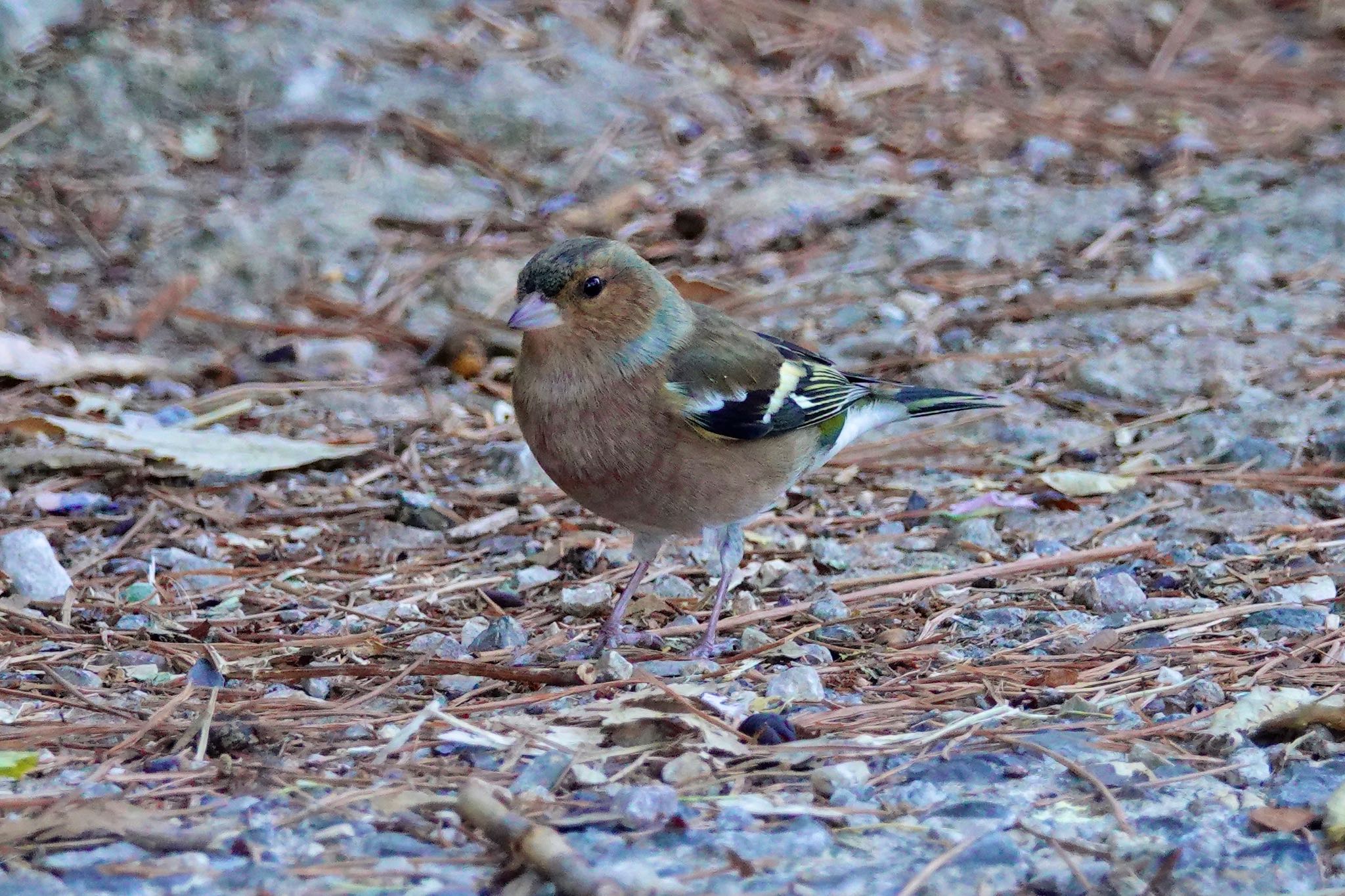 Photo of Eurasian Chaffinch at Castle Hill Nice by のどか