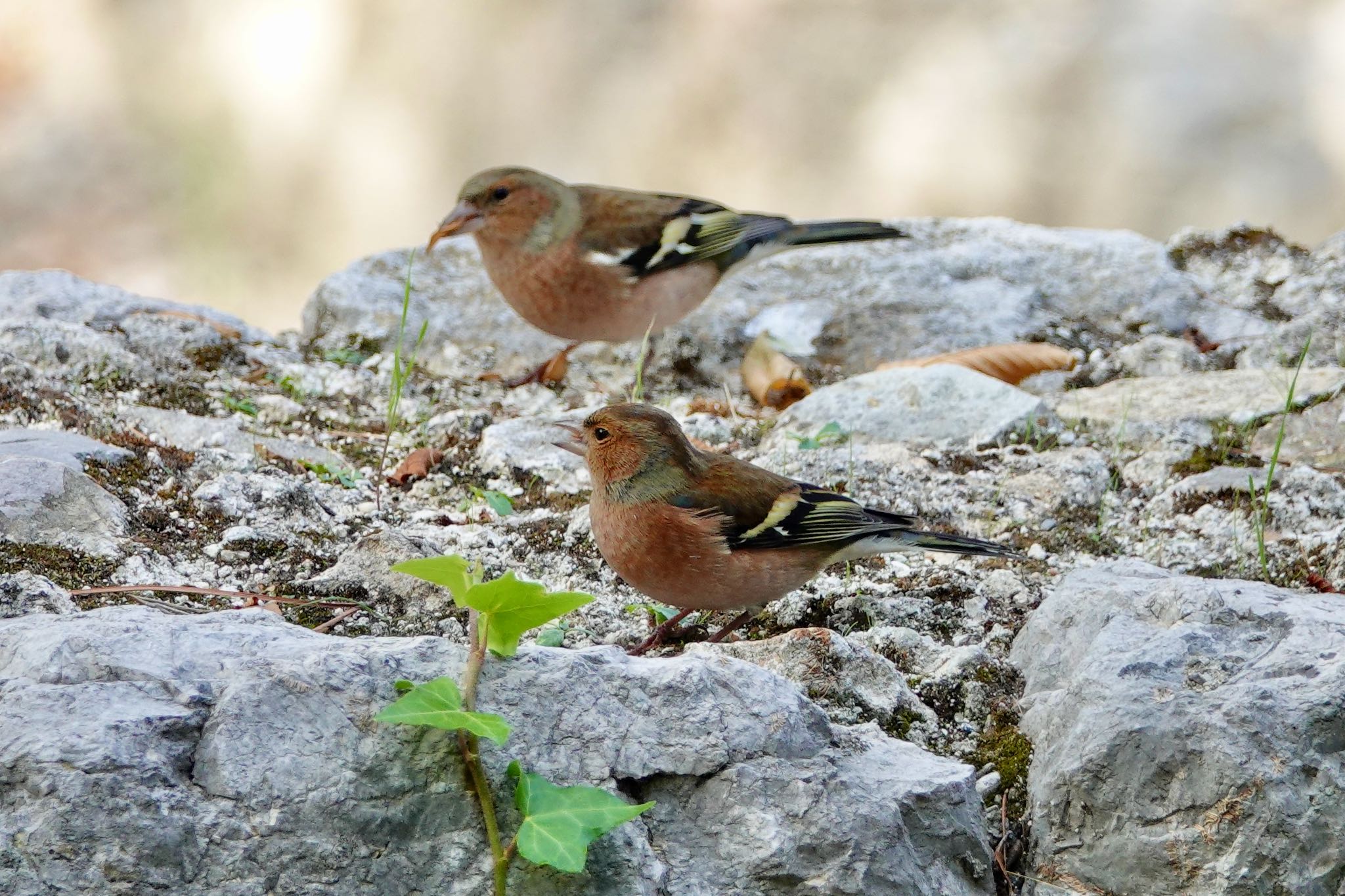 Eurasian Chaffinch