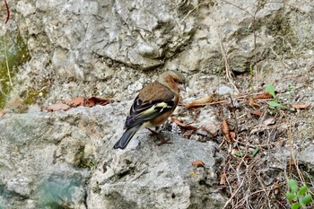 Eurasian Chaffinch Castle Hill Nice Sat, 10/12/2019