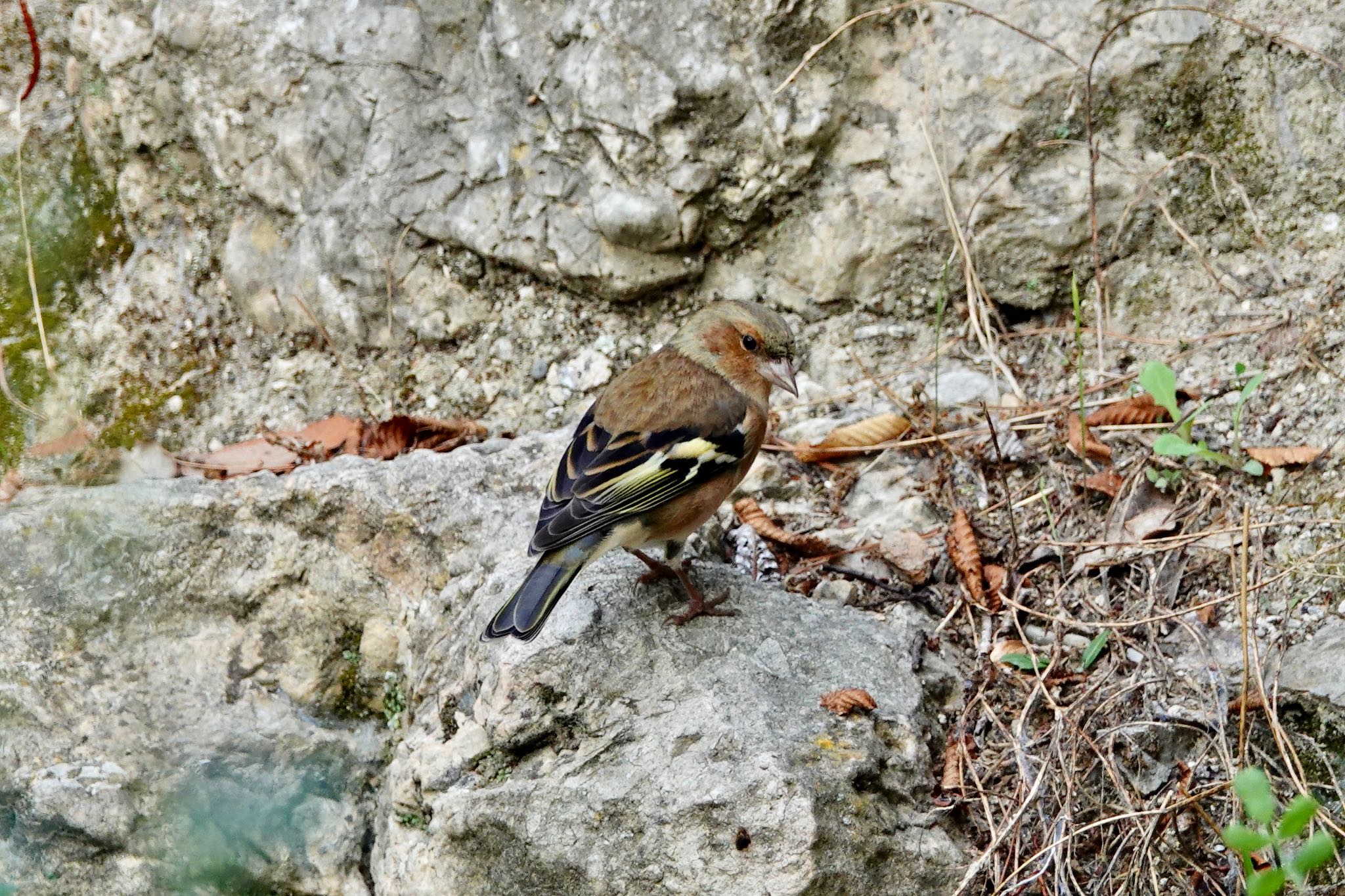 Eurasian Chaffinch