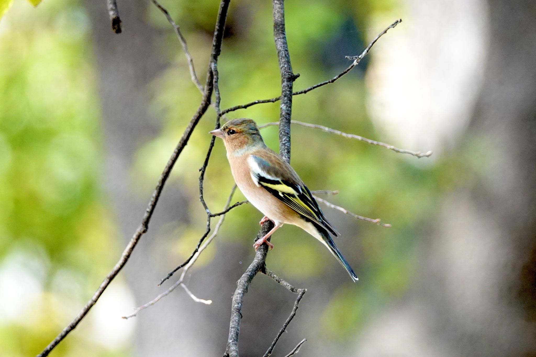 Eurasian Chaffinch