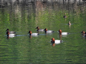 Common Pochard Tokyo Port Wild Bird Park Fri, 11/1/2019