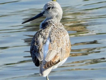 Common Greenshank Tokyo Port Wild Bird Park Fri, 11/1/2019