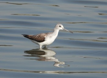 Common Greenshank Tokyo Port Wild Bird Park Fri, 11/1/2019