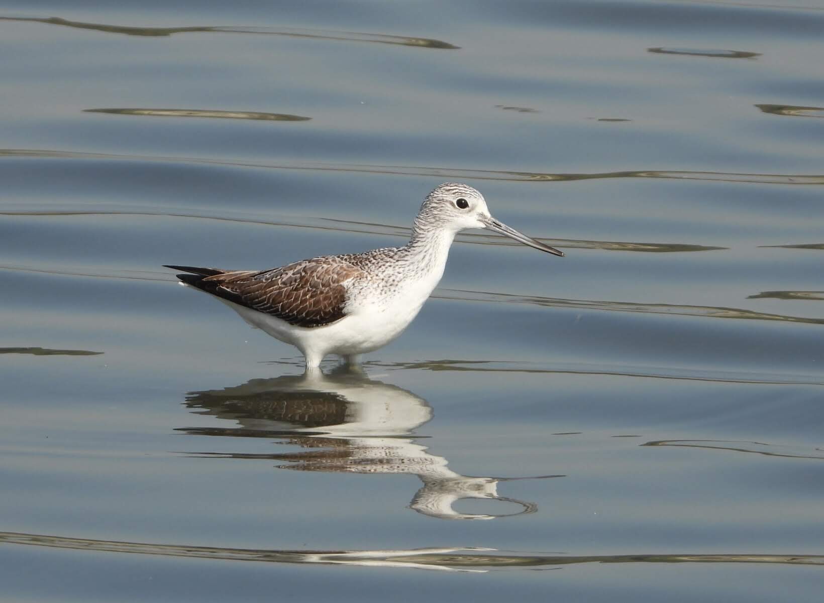 東京港野鳥公園 アオアシシギの写真 by サジタリウスの眼