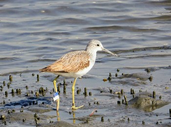 Common Greenshank Tokyo Port Wild Bird Park Fri, 11/1/2019