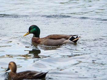 2019年11月2日(土) 石神井公園の野鳥観察記録