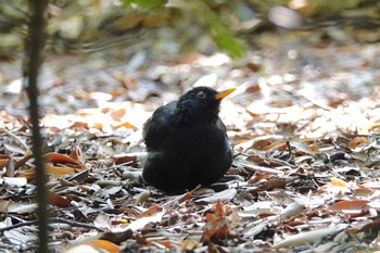 Common Blackbird Castle Hill Nice Sat, 10/12/2019