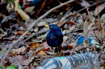 Common Blackbird Castle Hill Nice Sat, 10/12/2019