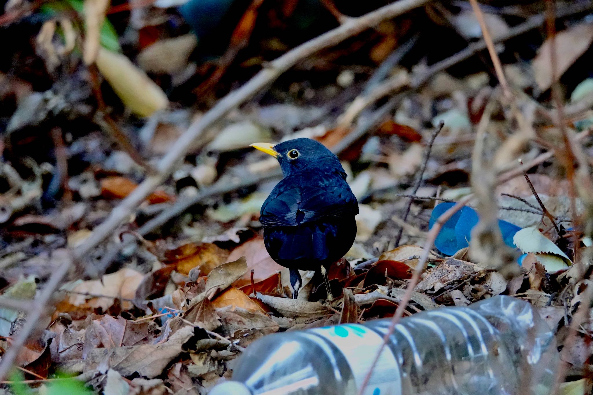 Photo of Common Blackbird at Castle Hill Nice by のどか