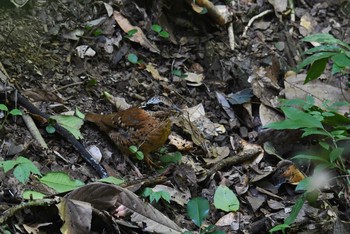 2019年6月4日(火) ケーン・クラチャン国立公園の野鳥観察記録