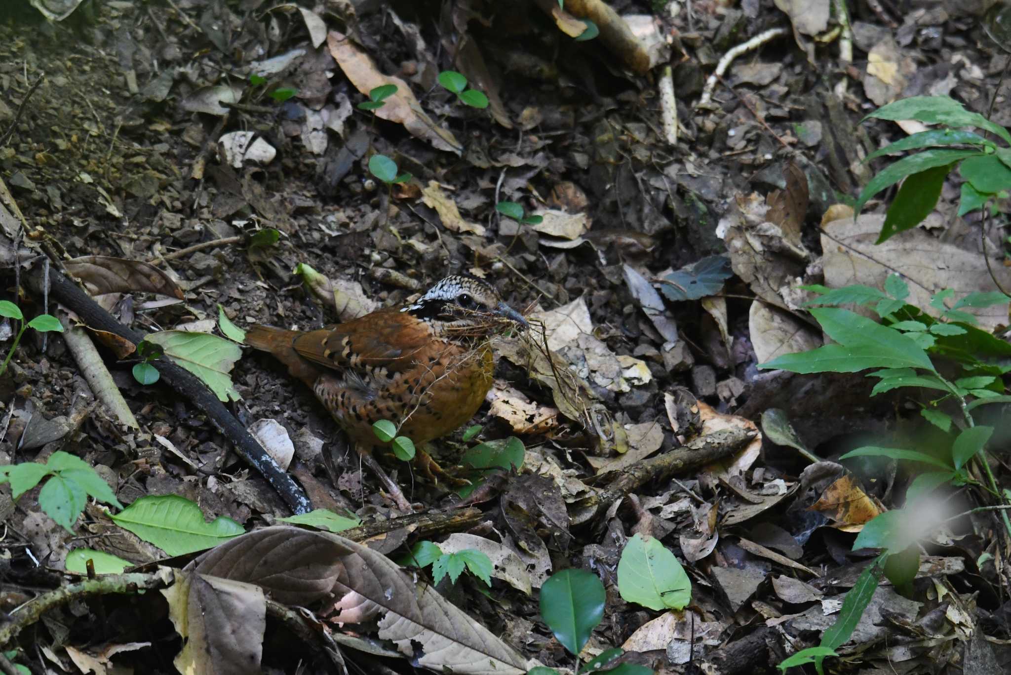 ツノヤイロチョウ