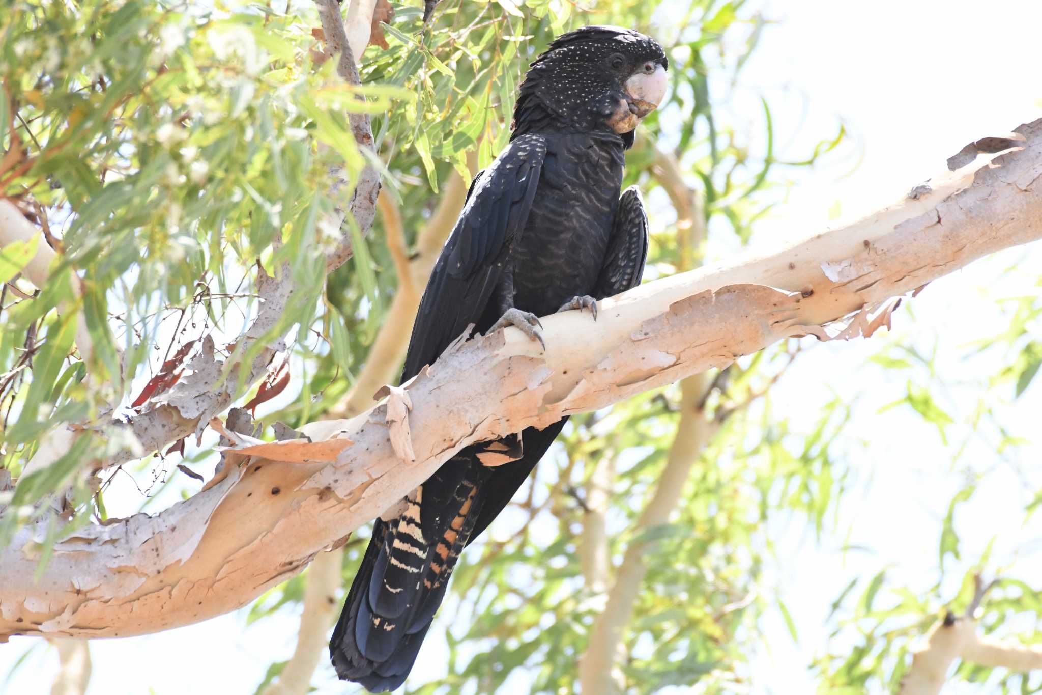 Red-tailed Black Cockatoo