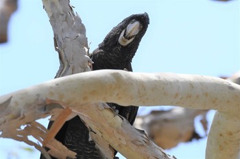 Red-tailed Black Cockatoo