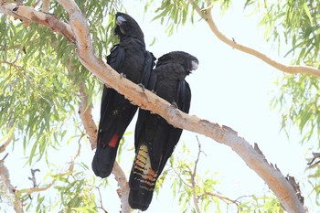 Red-tailed Black Cockatoo オーストラリア,ケアンズ～アイアインレンジ Sat, 10/19/2019