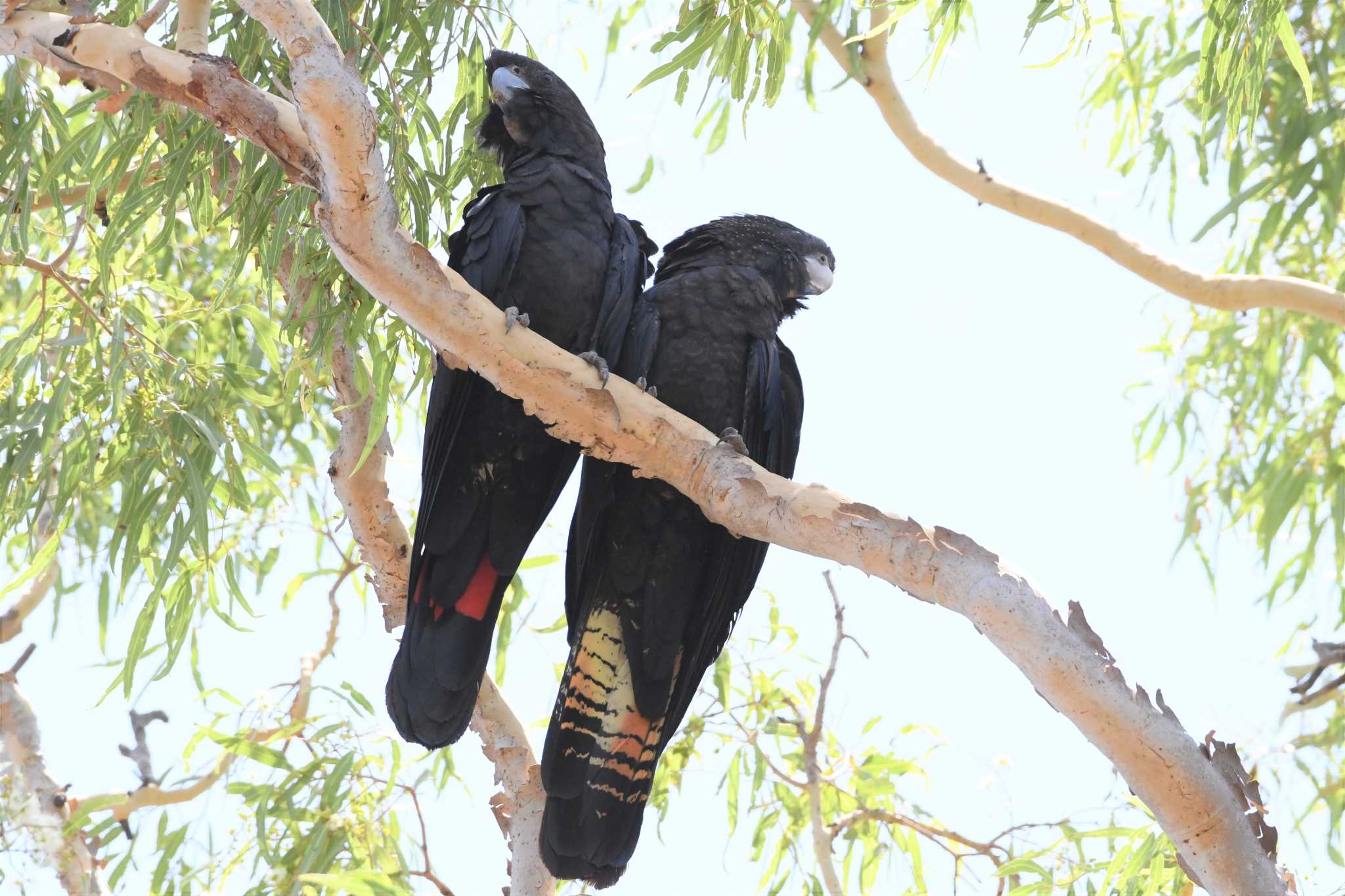 Red-tailed Black Cockatoo