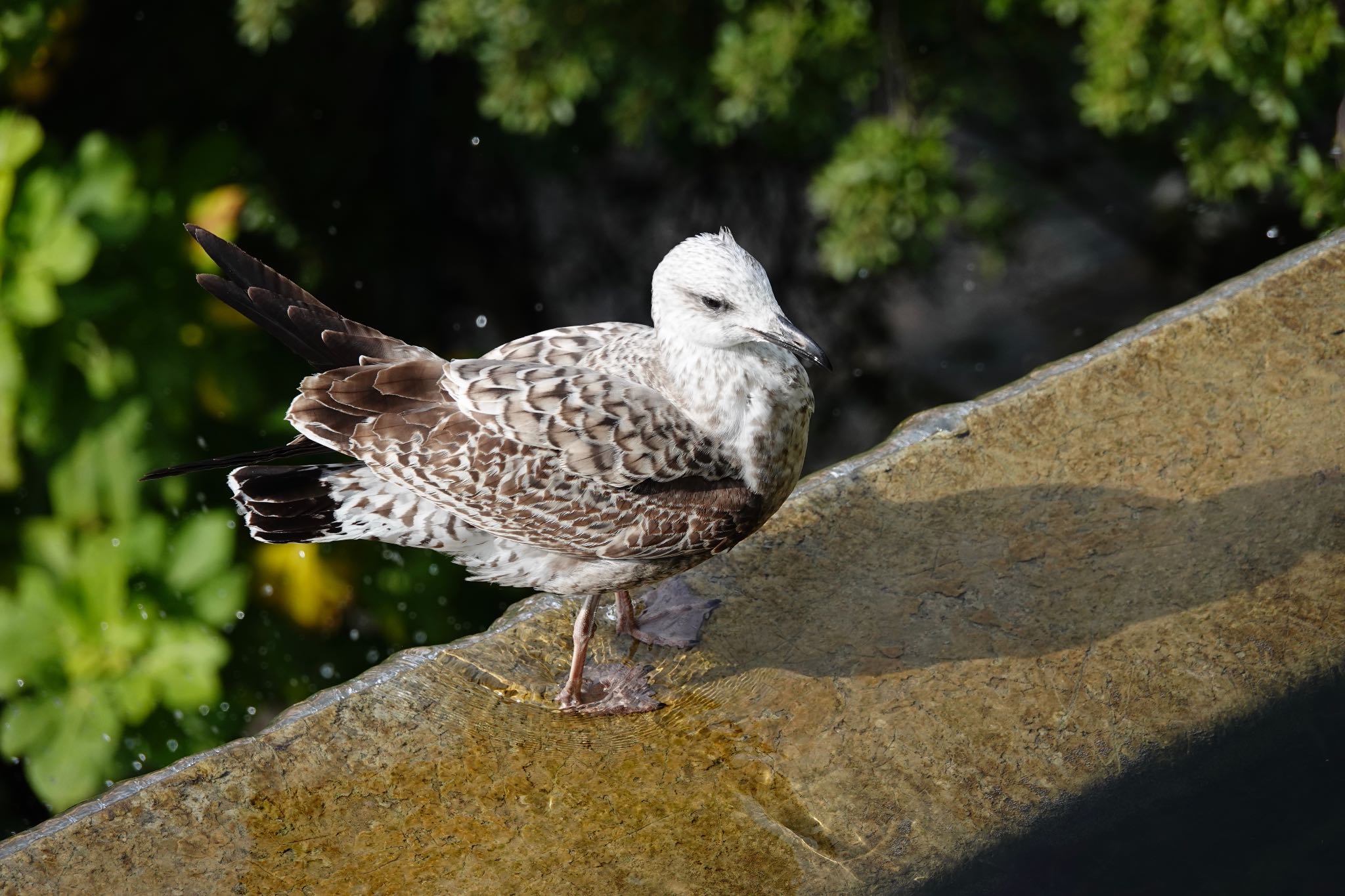 Photo of Yellow-legged Gull at Castle Hill Nice by のどか