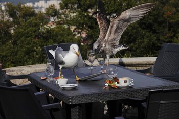 Yellow-legged Gull