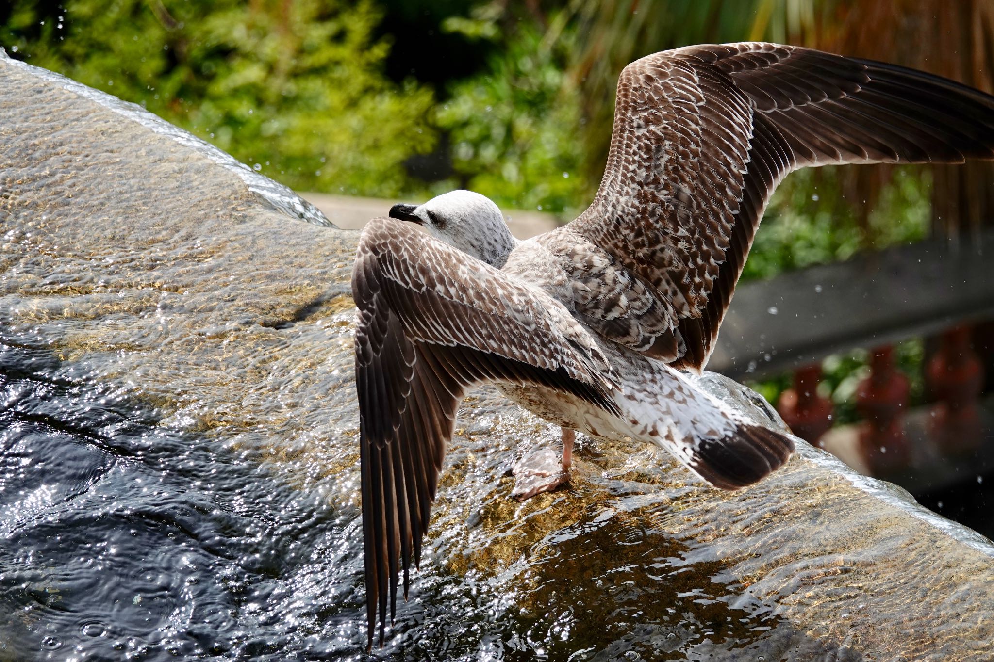 Photo of Yellow-legged Gull at Castle Hill Nice by のどか