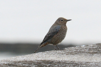 Blue Rock Thrush 曽根干潟(曾根干潟) Sun, 11/3/2019