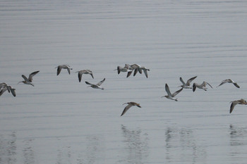 Eurasian Curlew 曽根干潟(曾根干潟) Sun, 11/3/2019